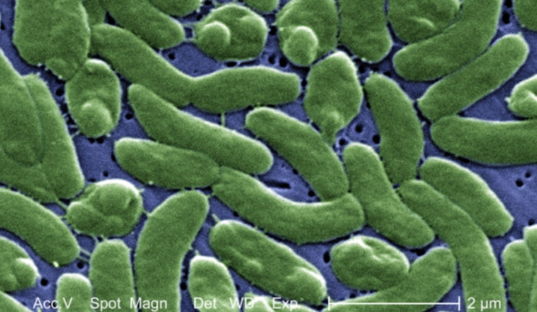Hamptons Shellfish Scare: 'Flesh-Eating' Bacteria Spooks Buyers, Shuts Local Waters