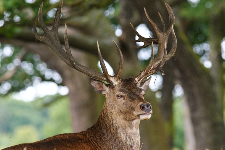 Headless Deer Terror in Hill Country: New Braunfels Man Nabbed in Crossbow Poaching Spree