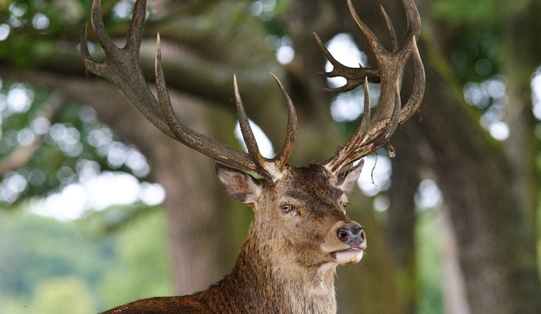 Headless Deer Terror in Hill Country: New Braunfels Man Nabbed in Crossbow Poaching Spree