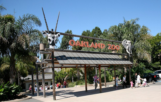 Heartbreak at Oakland Zoo as Baby Pudu and Adult Found Dead
