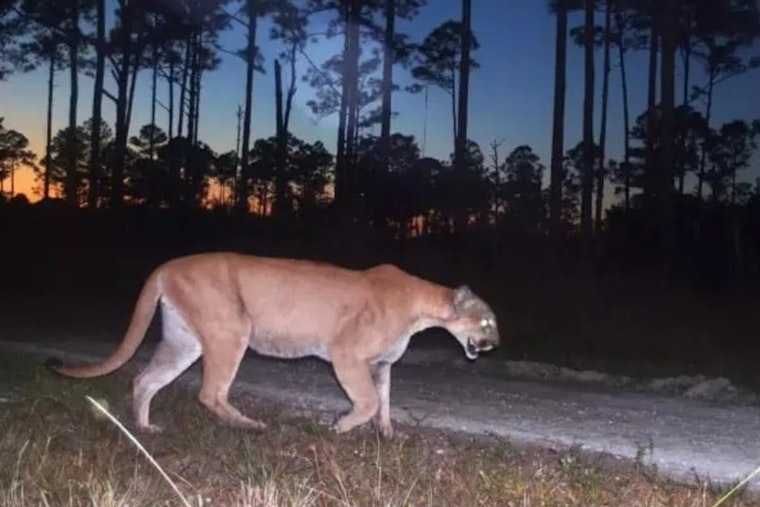 Hendry County Reeling As Two Young Panthers Turn Up Dead On Rural Roads