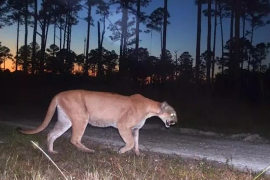 Hendry County Reeling As Two Young Panthers Turn Up Dead On Rural Roads