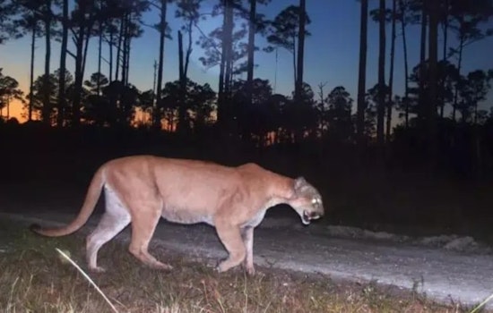 Hendry County Reeling As Two Young Panthers Turn Up Dead On Rural Roads