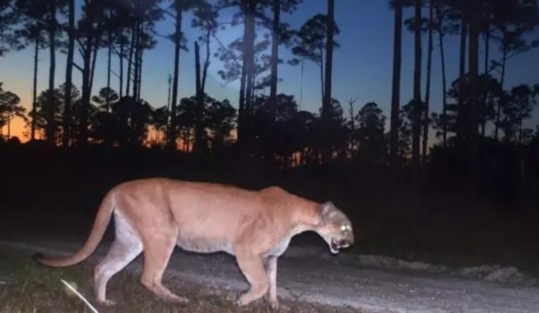 Hendry County Reeling As Two Young Panthers Turn Up Dead On Rural Roads