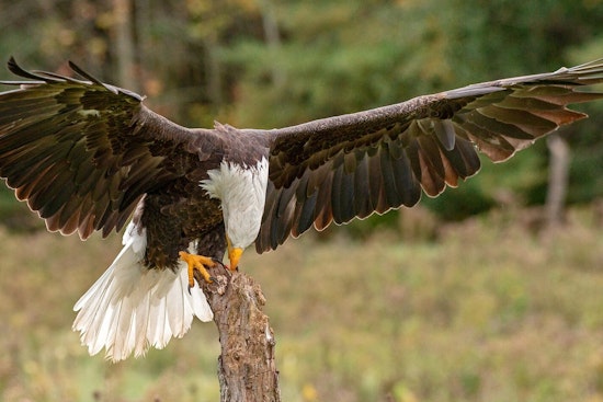 Hidden Bald Eagle Love Nest Stuns L.A. Parkgoers