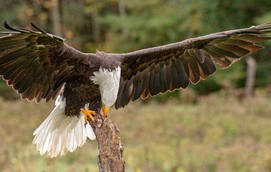 Hidden Bald Eagle Love Nest Stuns L.A. Parkgoers
