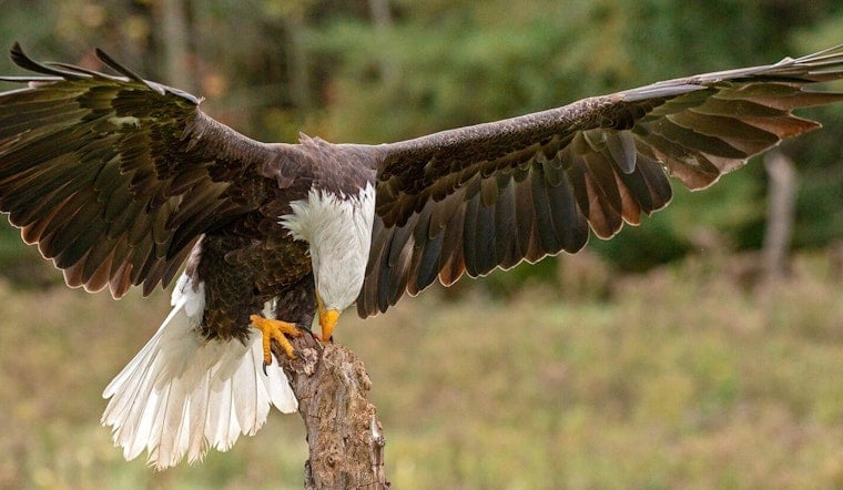 Hidden Bald Eagle Love Nest Stuns L.A. Parkgoers