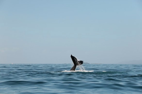 High-Tech Whale Watch: San Francisco Turns To AI To Shield Bay Giants