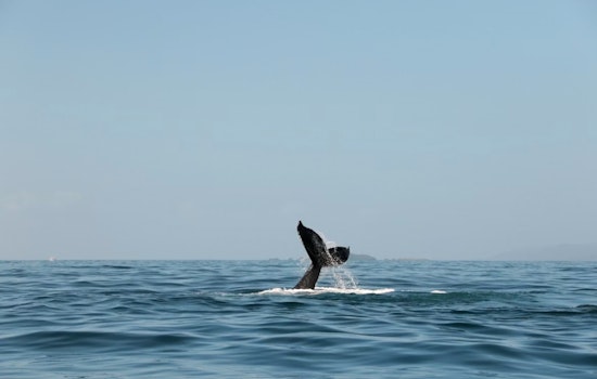High-Tech Whale Watch: San Francisco Turns To AI To Shield Bay Giants