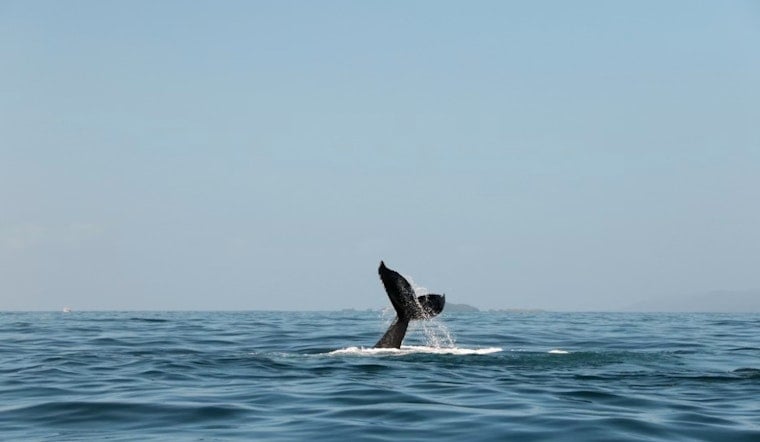 High-Tech Whale Watch: San Francisco Turns To AI To Shield Bay Giants
