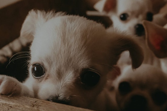Highway Horror In St. Johns As Dozens Of Chihuahuas Dumped On U.S. 1