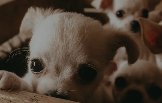 Highway Horror In St. Johns As Dozens Of Chihuahuas Dumped On U.S. 1