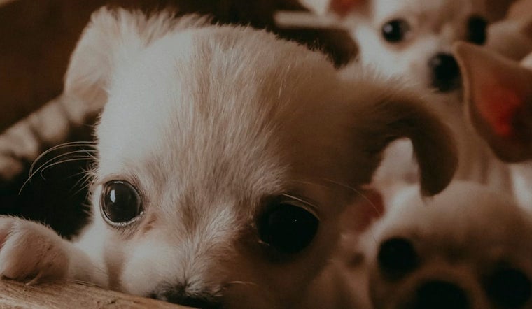 Highway Horror In St. Johns As Dozens Of Chihuahuas Dumped On U.S. 1