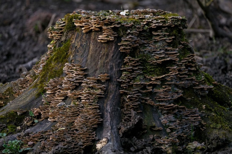 Holly Parents Horrified By Rotting Fungus Stump Under Kids’ Bedroom