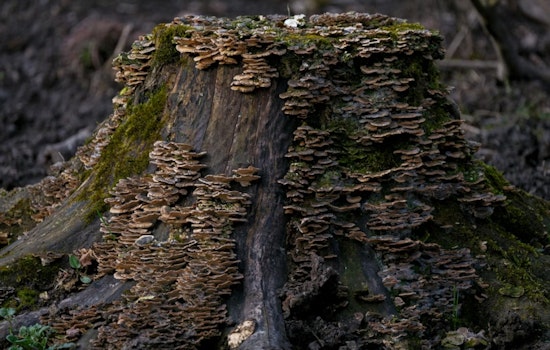 Holly Parents Horrified By Rotting Fungus Stump Under Kids’ Bedroom