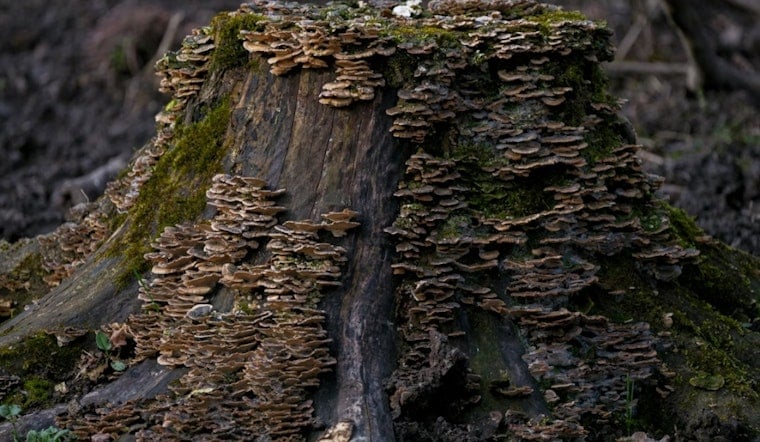 Holly Parents Horrified By Rotting Fungus Stump Under Kids’ Bedroom