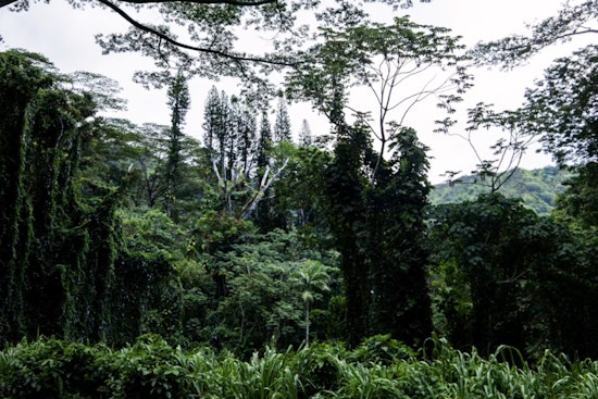 Honolulu's Upland Forests Could Be the City's Cheapest Flood Insurance