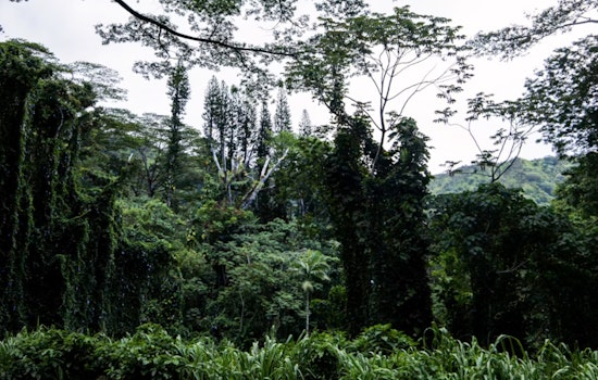 Honolulu's Upland Forests Could Be the City's Cheapest Flood Insurance