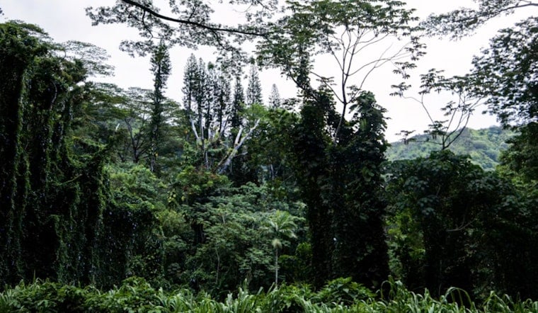 Honolulu's Upland Forests Could Be the City's Cheapest Flood Insurance