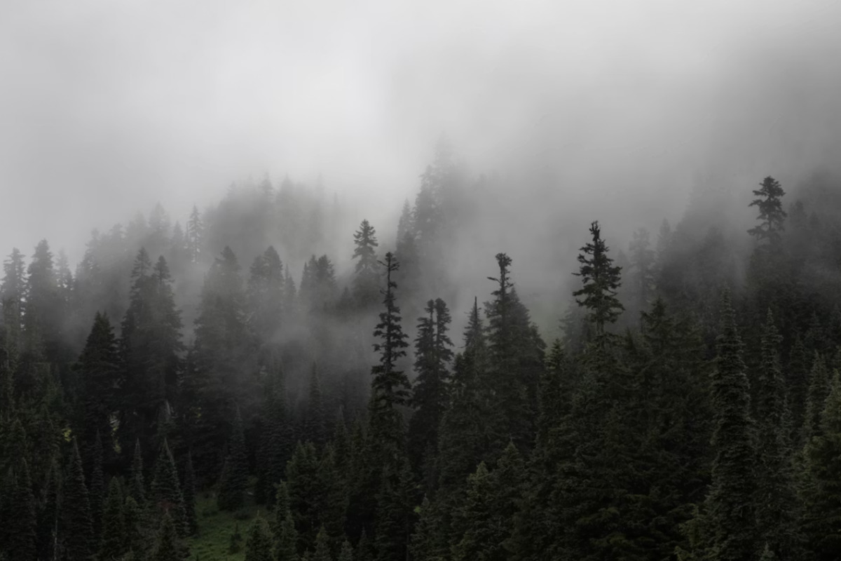 Houston Wakes Up In A Sauna As Foggy Dawn Gives Way To 90-Degree Sizzle