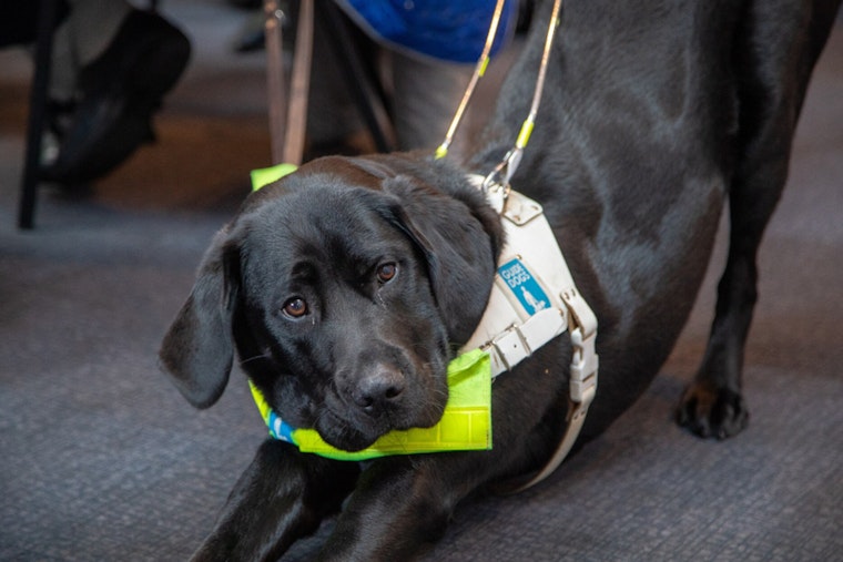HUD Memo Puts Emotional Support Animals on the Chopping Block in Washington Housing