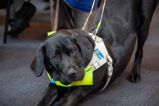 HUD Memo Puts Emotional Support Animals on the Chopping Block in Washington Housing