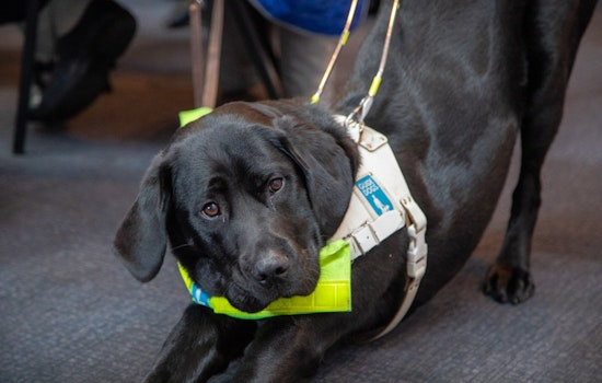 HUD Memo Puts Emotional Support Animals on the Chopping Block in Washington Housing