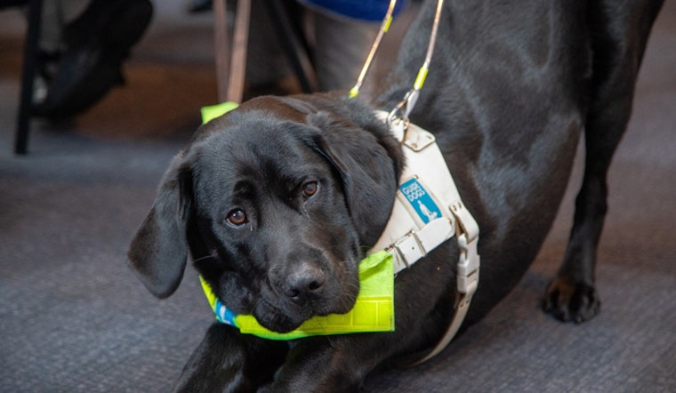 HUD Memo Puts Emotional Support Animals on the Chopping Block in Washington Housing