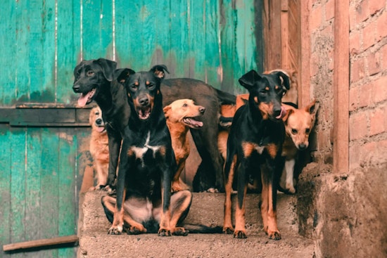 Humble House Of Horrors, 17 Dogs Pulled From Deplorable Home By Deputies, Houston SPCA