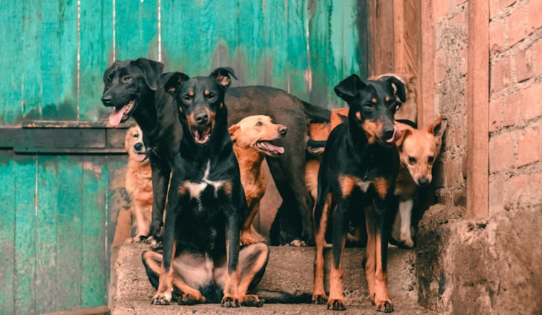 Humble House Of Horrors, 17 Dogs Pulled From Deplorable Home By Deputies, Houston SPCA
