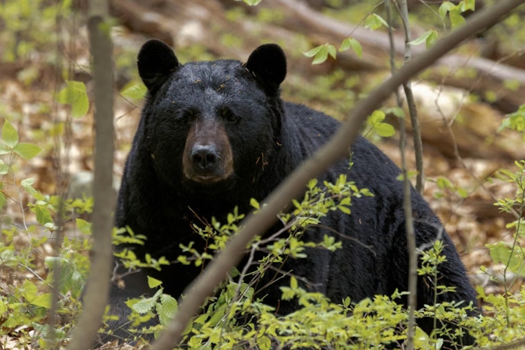 Hungry Bear Strolls Marilyn Drive, Auburn Neighbors Get Wake-Up Call
