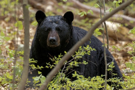 Hungry Bear Strolls Marilyn Drive, Auburn Neighbors Get Wake-Up Call