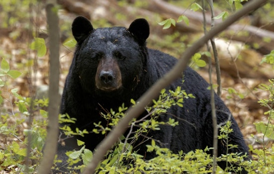 Hungry Bear Strolls Marilyn Drive, Auburn Neighbors Get Wake-Up Call