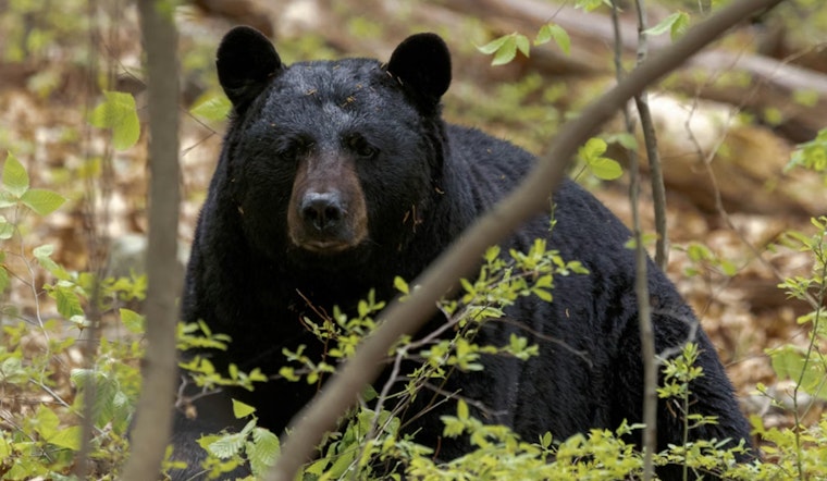 Hungry Bear Strolls Marilyn Drive, Auburn Neighbors Get Wake-Up Call