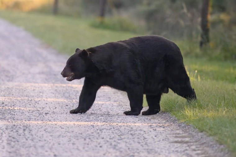 Hungry Black Bears Crash North Grafton Yards, Police Warn