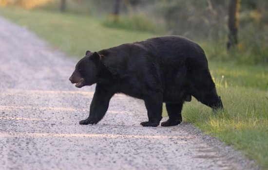 Hungry Black Bears Crash North Grafton Yards, Police Warn