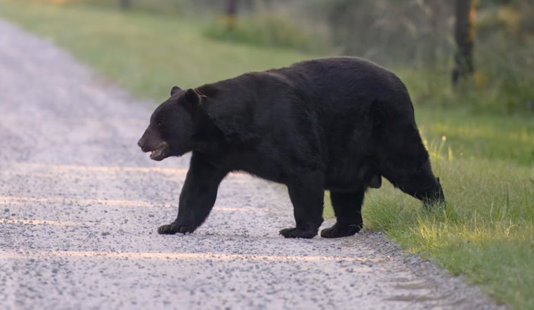 Hungry Black Bears Crash North Grafton Yards, Police Warn