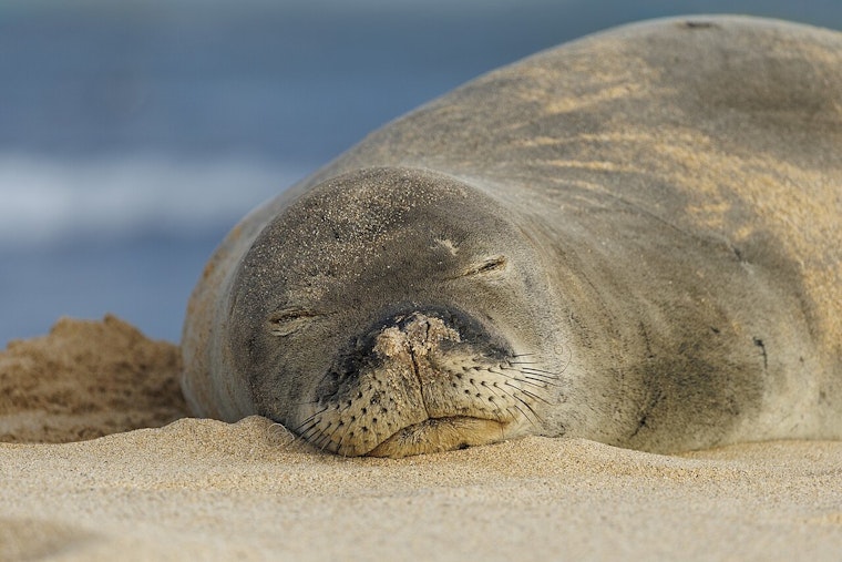 ‘I'm Rich’ Lahaina Tourist Under Federal Fire After Rock Toss At Monk Seal