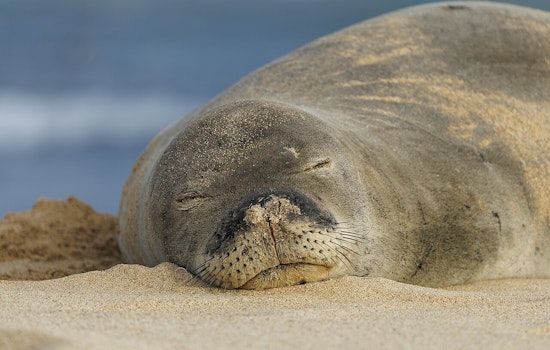 ‘I'm Rich’ Lahaina Tourist Under Federal Fire After Rock Toss At Monk Seal