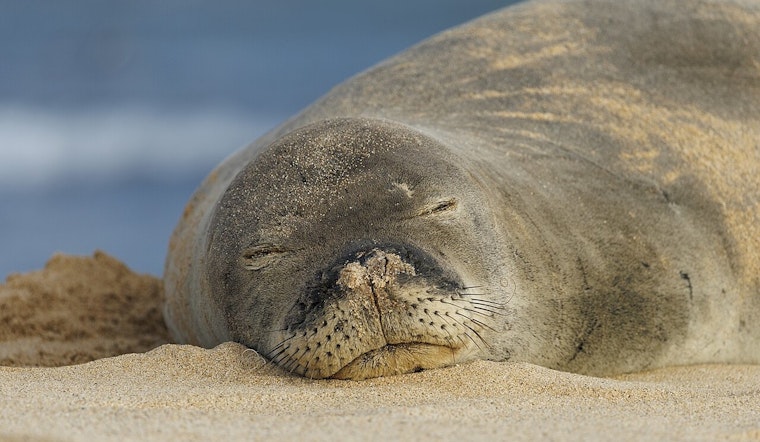 ‘I'm Rich’ Lahaina Tourist Under Federal Fire After Rock Toss At Monk Seal