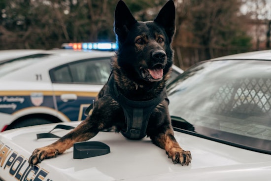North Side BMO Heist Ends With K9 Takedown at Indy-Fishers Line