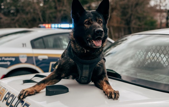 North Side BMO Heist Ends With K9 Takedown at Indy-Fishers Line