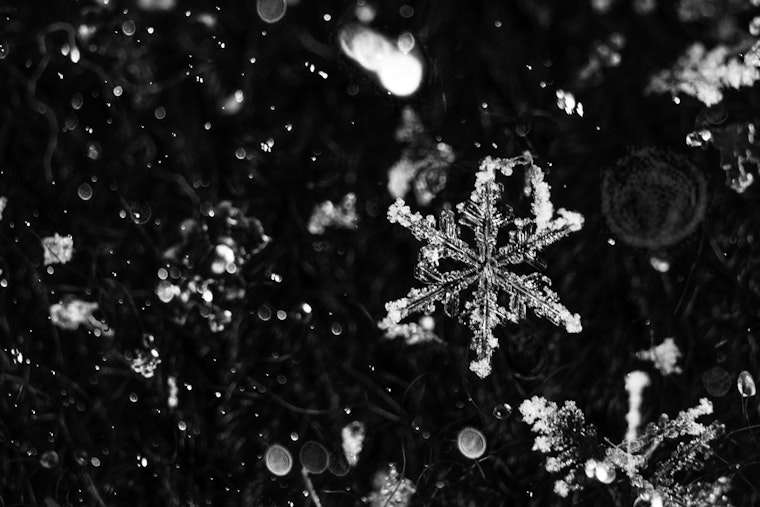 Indy Gardeners On Ice Alert As Saturday Frost Threatens Spring Blooms