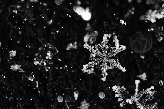 Indy Gardeners On Ice Alert As Saturday Frost Threatens Spring Blooms