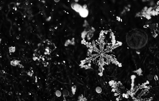 Indy Gardeners On Ice Alert As Saturday Frost Threatens Spring Blooms