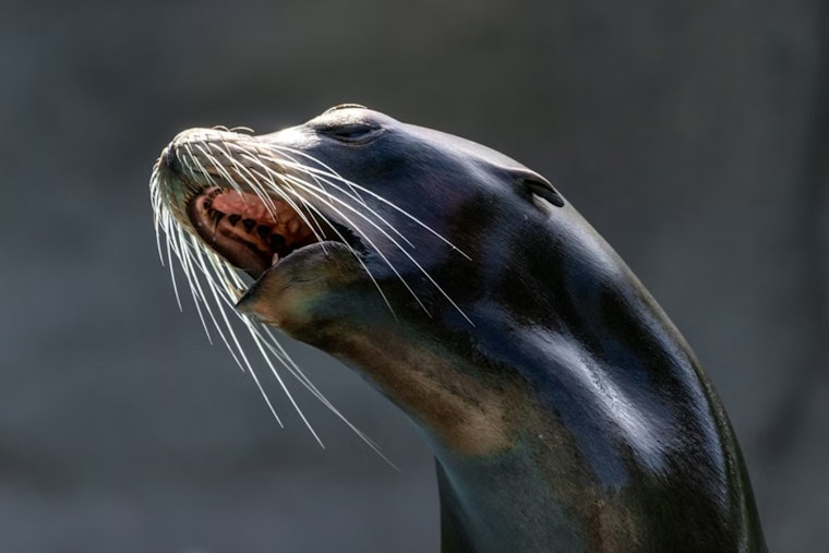 Injured Sea Lion Marc Keeps Dodging Rescue on San Diego Cliffs