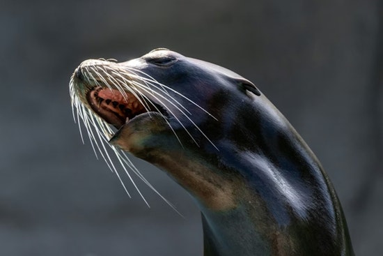 Injured Sea Lion Marc Keeps Dodging Rescue on San Diego Cliffs