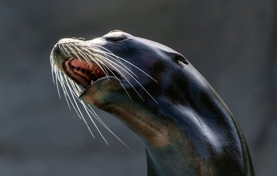 Injured Sea Lion Marc Keeps Dodging Rescue on San Diego Cliffs