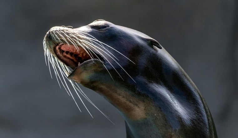 Injured Sea Lion Marc Keeps Dodging Rescue on San Diego Cliffs