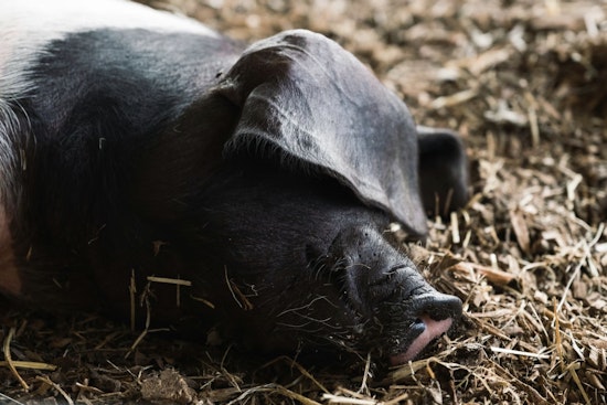 Jackson Family Reeling After 400-Pound Pet Pig Bootsy Is Killed